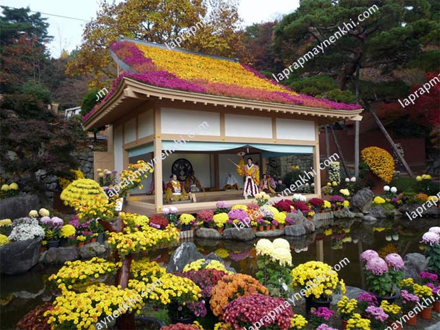 Lễ hội hoa cúc tại Nhật Bản được tổ chức thường niên