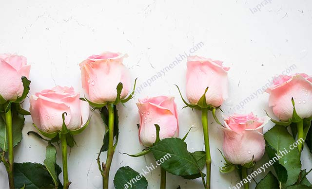 Hoa hồng được biết đến nhiều hơn với ý nghĩa tượng trưng cho tình yêu