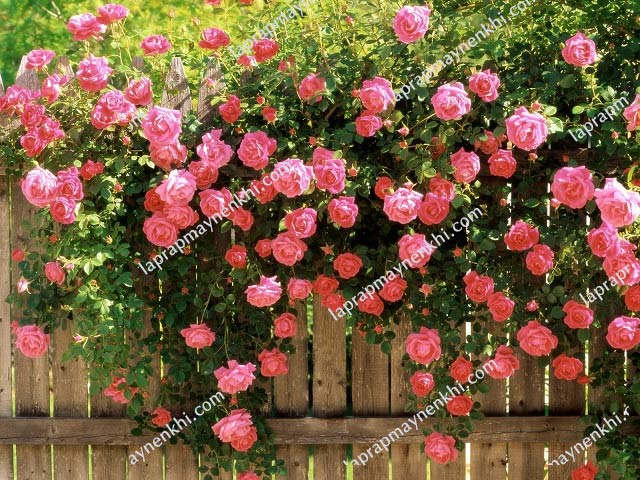 Hoa hồng thường mọc leo thành từng bụi hoặc hàng rào