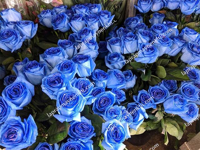 Ý nghĩa của hoa hồng xanh dương