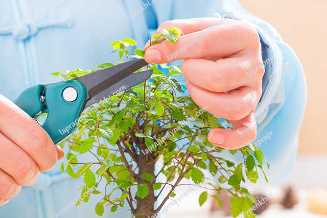 Những cách cắt tỉa cây cảnh bonsai